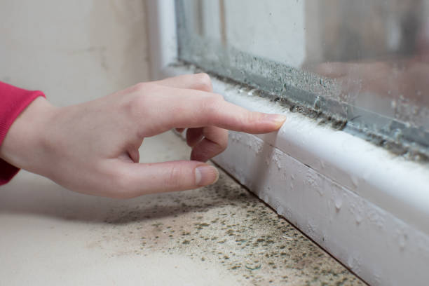 Best Mold Prevention Services  in Wilder, KY