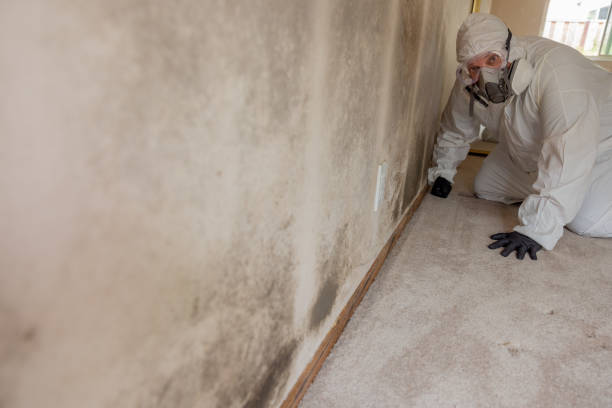 Best Biohazard Mold Removal  in Wilder, KY